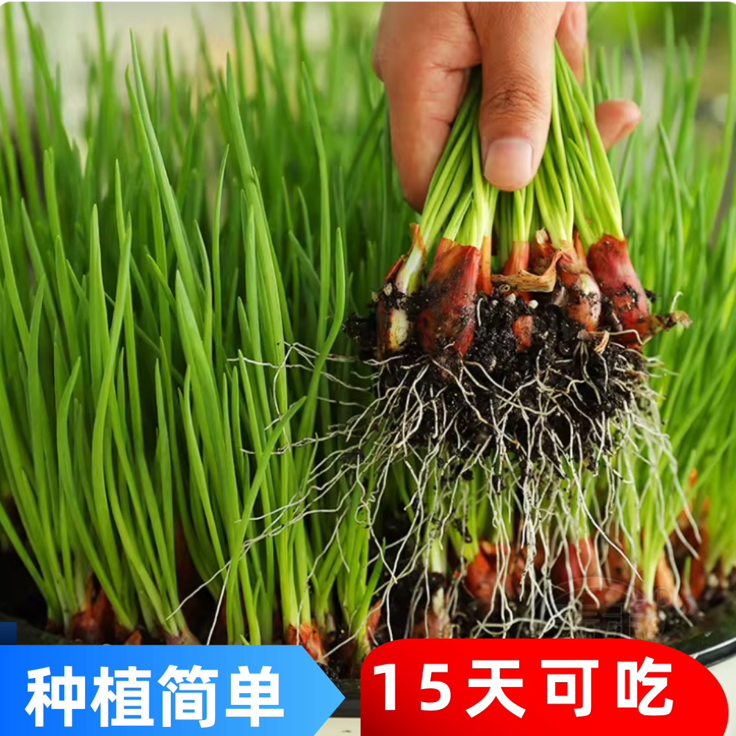 四川葱种红葱头种葱香葱