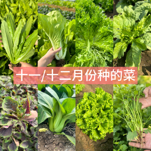 3月份种 种菜 蔬菜种子青菜油菜种籽香菜牛皮菜阳台大全农家四季