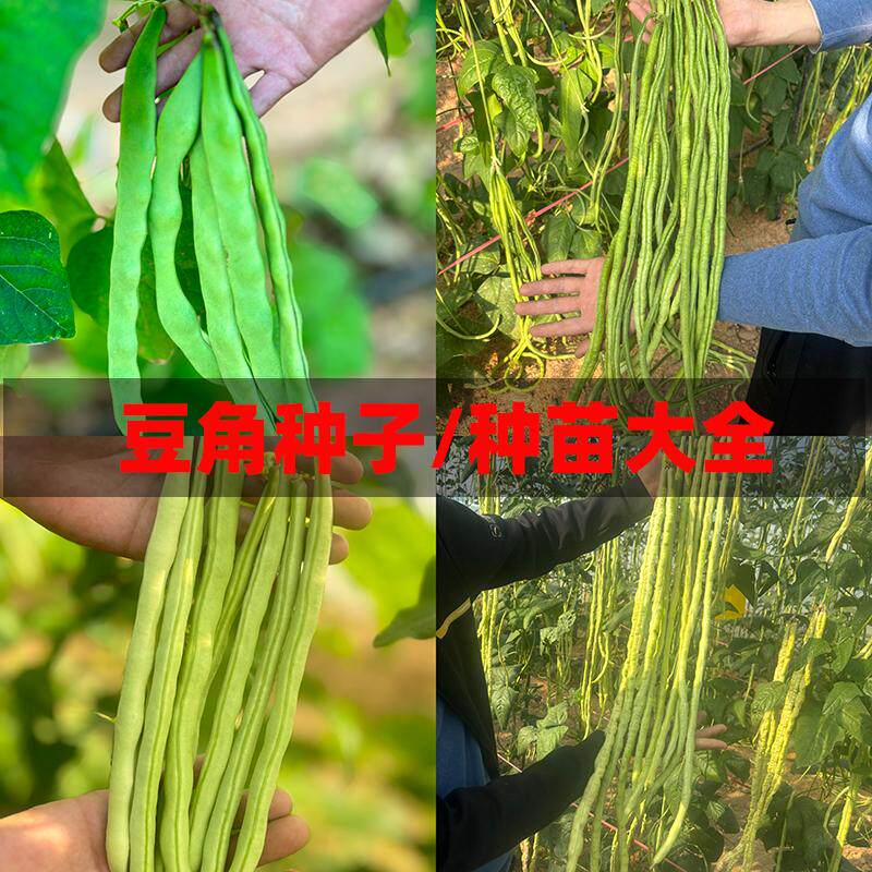 豆角种子种苗带土秧苗无架豆芸豆角油豆角四季豆长江豆阳台长豇豆