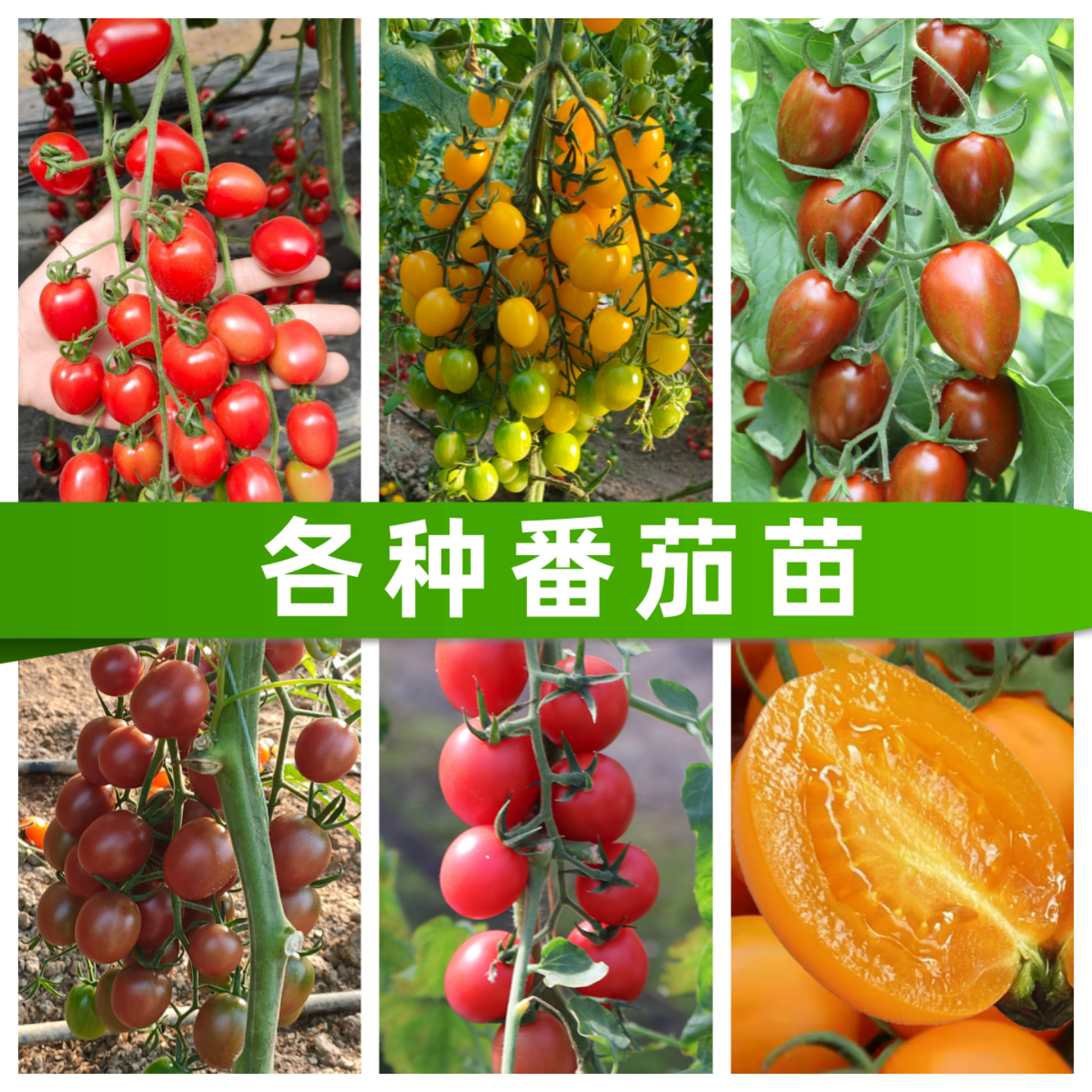 千禧果番茄苗带土青甜2号樱桃小西红柿黑珍珠蓝莓矮生圣女果秧苗