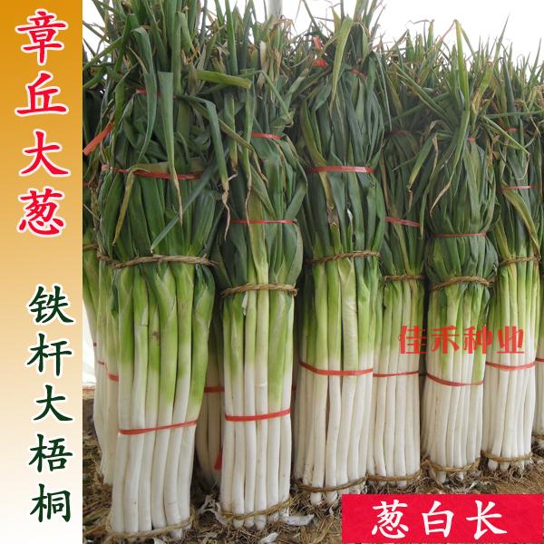章丘大葱种子种苗山东高产春秋
