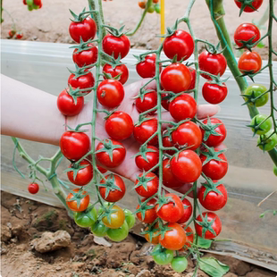 寿光梦想青甜2号小番茄苗秧樱桃超甜红圣女果青口蜜清甜二号四季