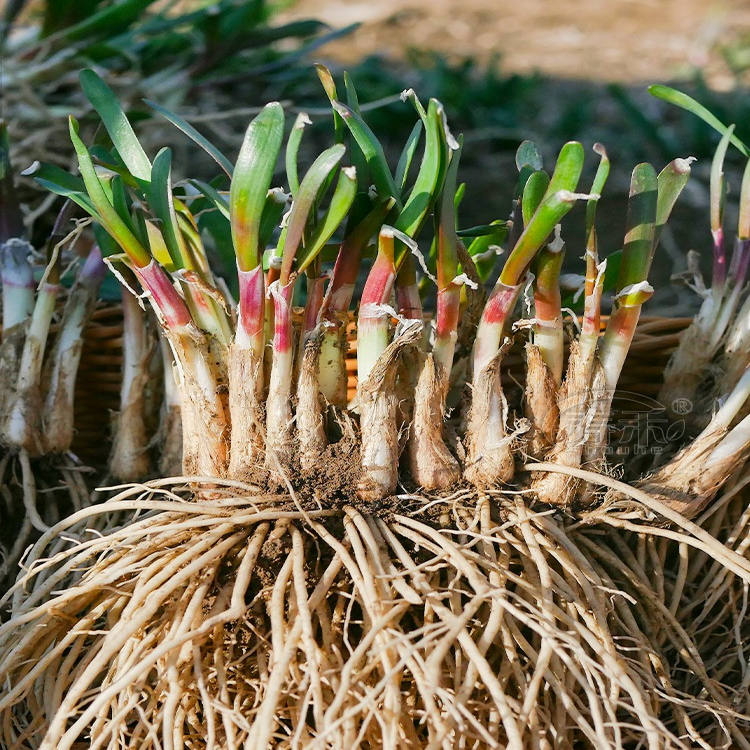 韭菜根苗紫根四季红根宽叶带根