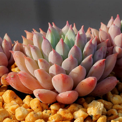 莱恩小精灵 Echeveria 'Chrissy N ryan'