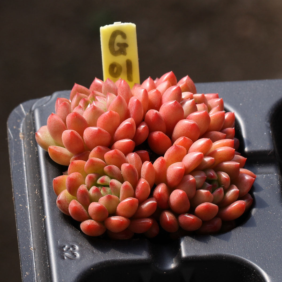 红宝石 Echeveria 'Pink Rubby' 一物一拍