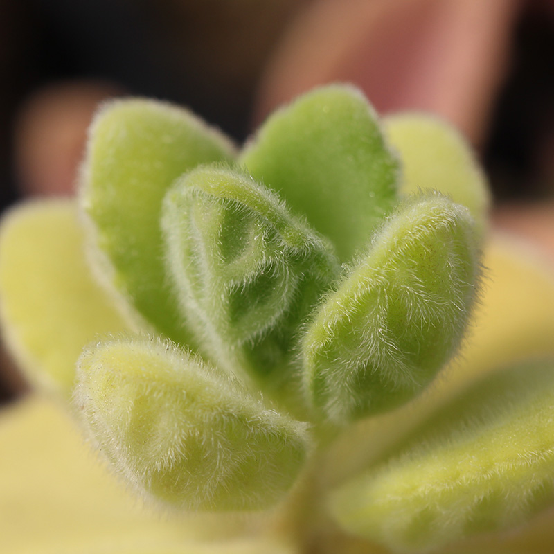 碰碰香 Plectranthus tomentosa