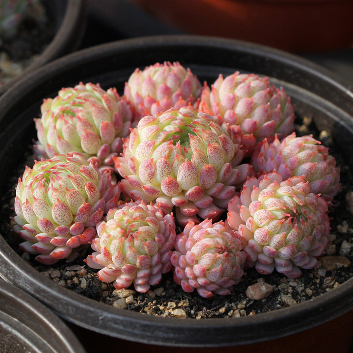 小红衣 Echeveria 'Vincent Catto'