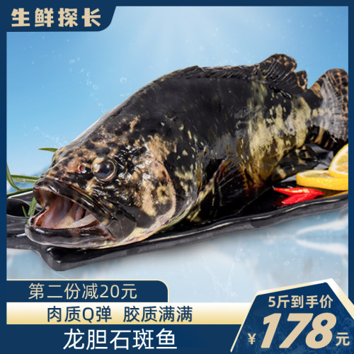新鲜龙胆石斑鱼冷冻海鲜水产5斤装0.7~1.2kg/条深海鱼龙趸大斑鱼