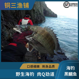 鲜冻海钓黑鲷鱼海捕黄脚立黑包公鱼海鲜水产鲜活冷冻黄赤黄鳍鲷