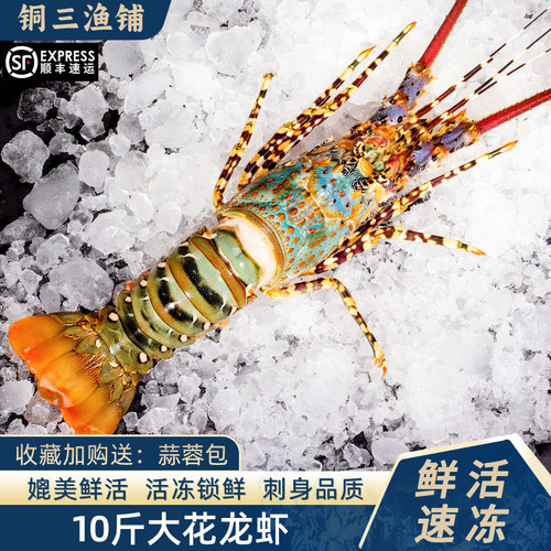 花龙虾3-8斤澳洲龙虾水产冷冻
