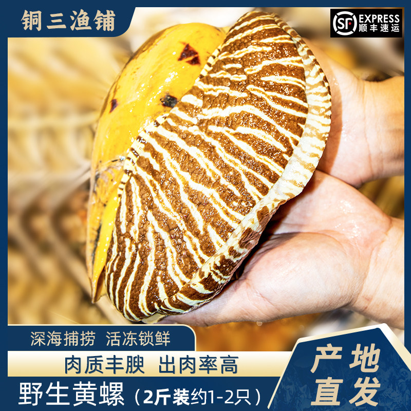 东山岛野生天然海螺美食