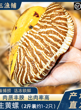 东山岛野生黄螺1000g1-2只特大响螺海捕椰子螺新鲜肉油螺海鲜刺身