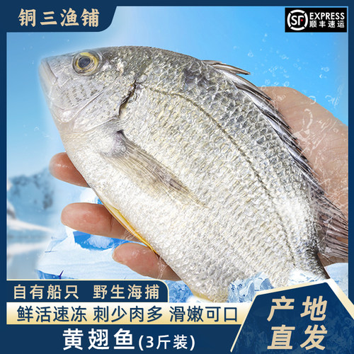 新鲜黄翅鱼海捕黄脚立黄立鱼海鲜