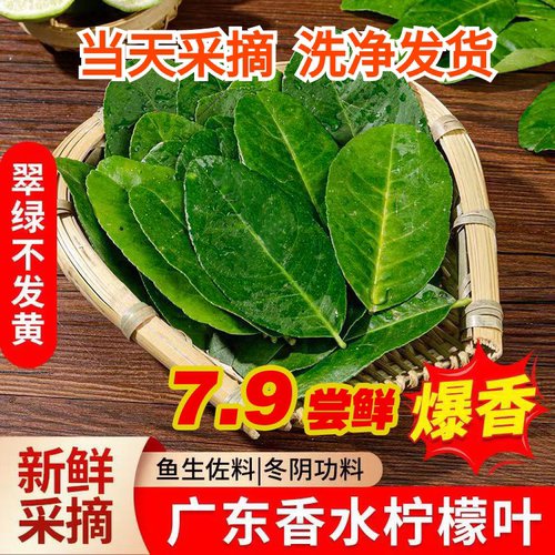 广东香水柠檬叶新鲜纯叶冬荫功汤佐料鱼生柠檬叶切丝作柠檬草调料