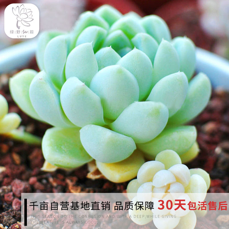 綠野園藝|正版阿爾卑斯月影 多肉植物 辦公室防輻射迷你多肉綠植