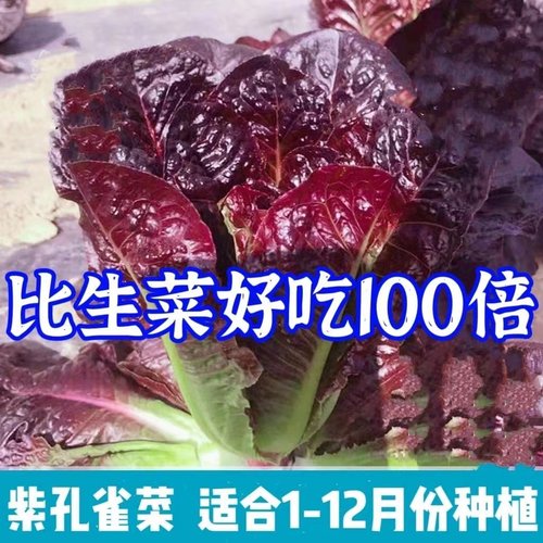盈科四季孔雀菜种子高产