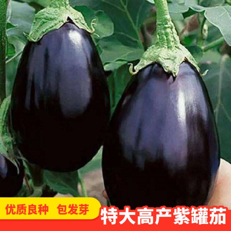 特大紫罐茄种子春早茄子种籽牛心紫黑罐茄露地春季四季播蔬菜种孑