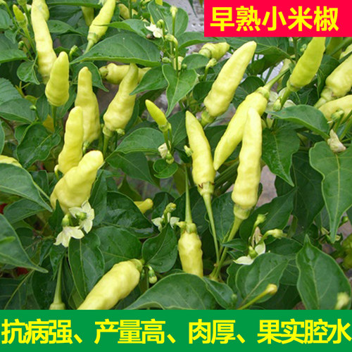 发芽快四季开花小米椒种子高产