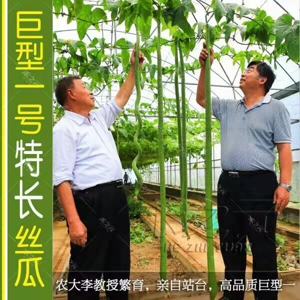 巨型特长丝瓜种子 高产丝瓜种子 庭院阳台盆栽菜种子四季播蔬菜