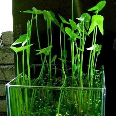 茨菇种根水培净化空气净化水质