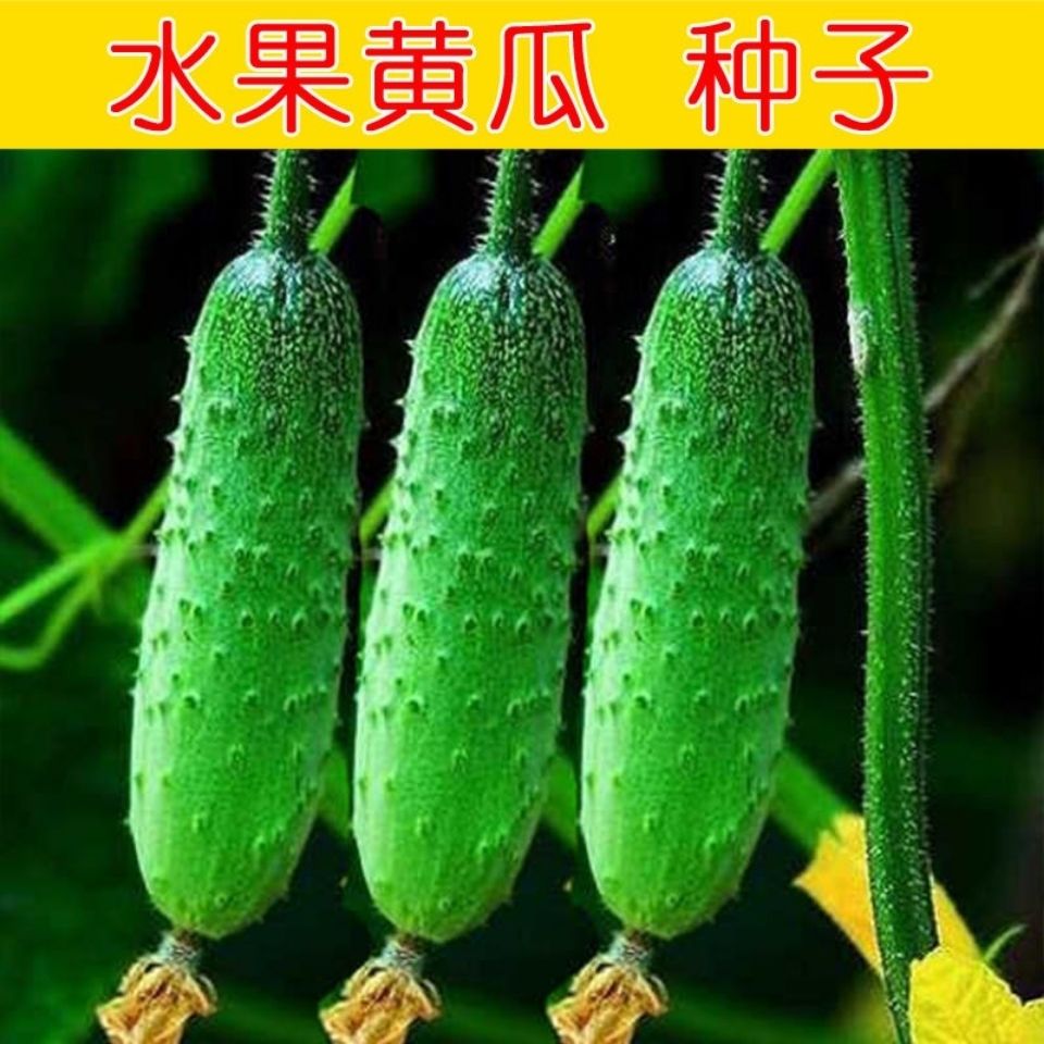 水果黄瓜种子籽春秋冬季小黄瓜旱黄瓜苗四季阳台盆栽庭院蔬菜种孑