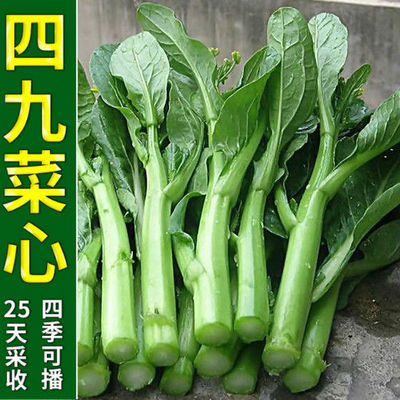 广东青菜夏季盆栽阳台种子