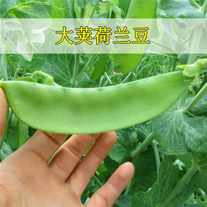 荷兰豆种籽种子豌豆苗四季甜蔬菜豌豆种籽孑籽种莱蚕豆菜籽尖碗豆