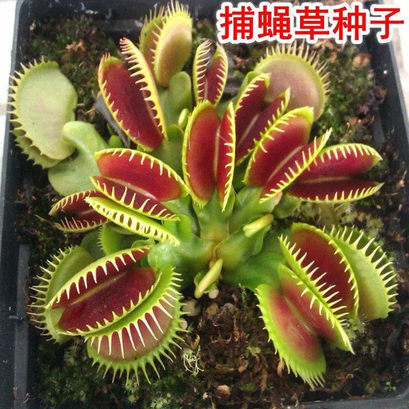 捕蝇草种子食人花猪笼草盆栽食虫植物食虫草种子室内阳台四季易种