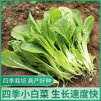 白帮小白菜种子四季播青菜种籽快菜籽农家庭院阳台盆栽蔬菜种孑籽