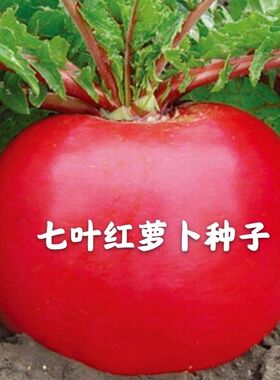四季七叶东北雌性红皮白心种子