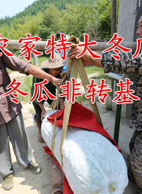 巨型冬瓜种子特大冬瓜子农家土冬瓜非转基因种籽单瓜可达50公斤