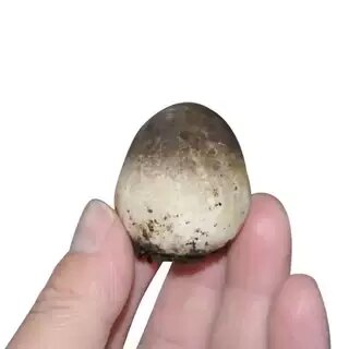 四季可种,喷水就活,反复出菌