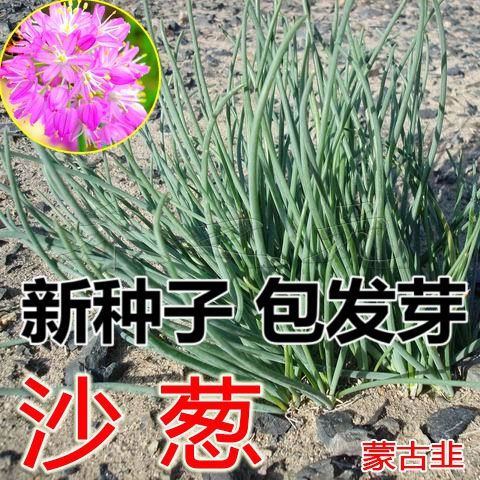 蒙古内蒙野生沙葱种子胡葱种籽