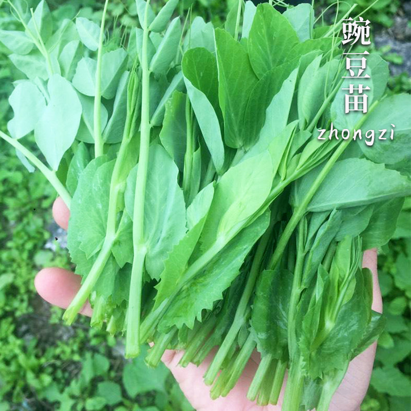 豌豆尖种子高产水培耐寒