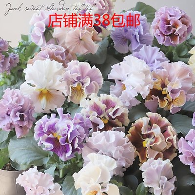 角堇草花阳台冬日精灵花量大