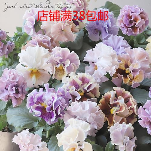 角堇草花阳台冬日精灵花量大