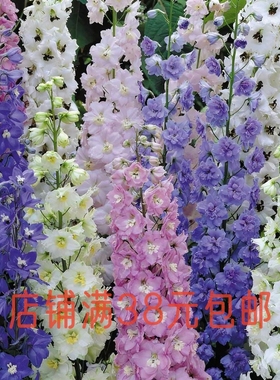 【盆栽苗】大花飞燕草北极光神秘之水巨人多年生耐寒庭院切花植物