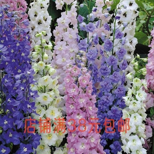 【盆栽苗】大花飞燕草北极光神秘之水巨人多年生耐寒庭院切花植物