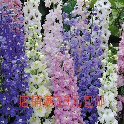 【盆栽苗】大花飞燕草北极光神秘之水巨人多年生耐寒庭院切花植物