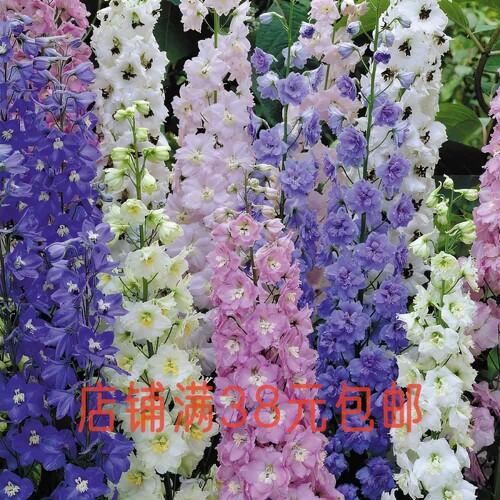 【盆栽苗】大花飞燕草北极光神秘之水巨人多年生耐寒庭院切花植物