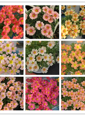 【盆栽苗】OB系酢浆草 阳台族福音 冬春开花多年生开花机器易养护
