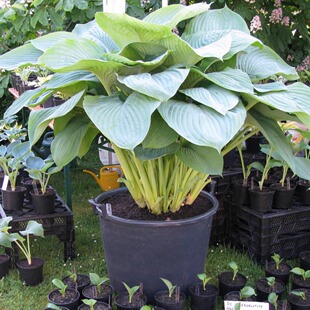 已枯叶休眠 大型种玉簪 多年生宿根耐阴植物休眠易养护