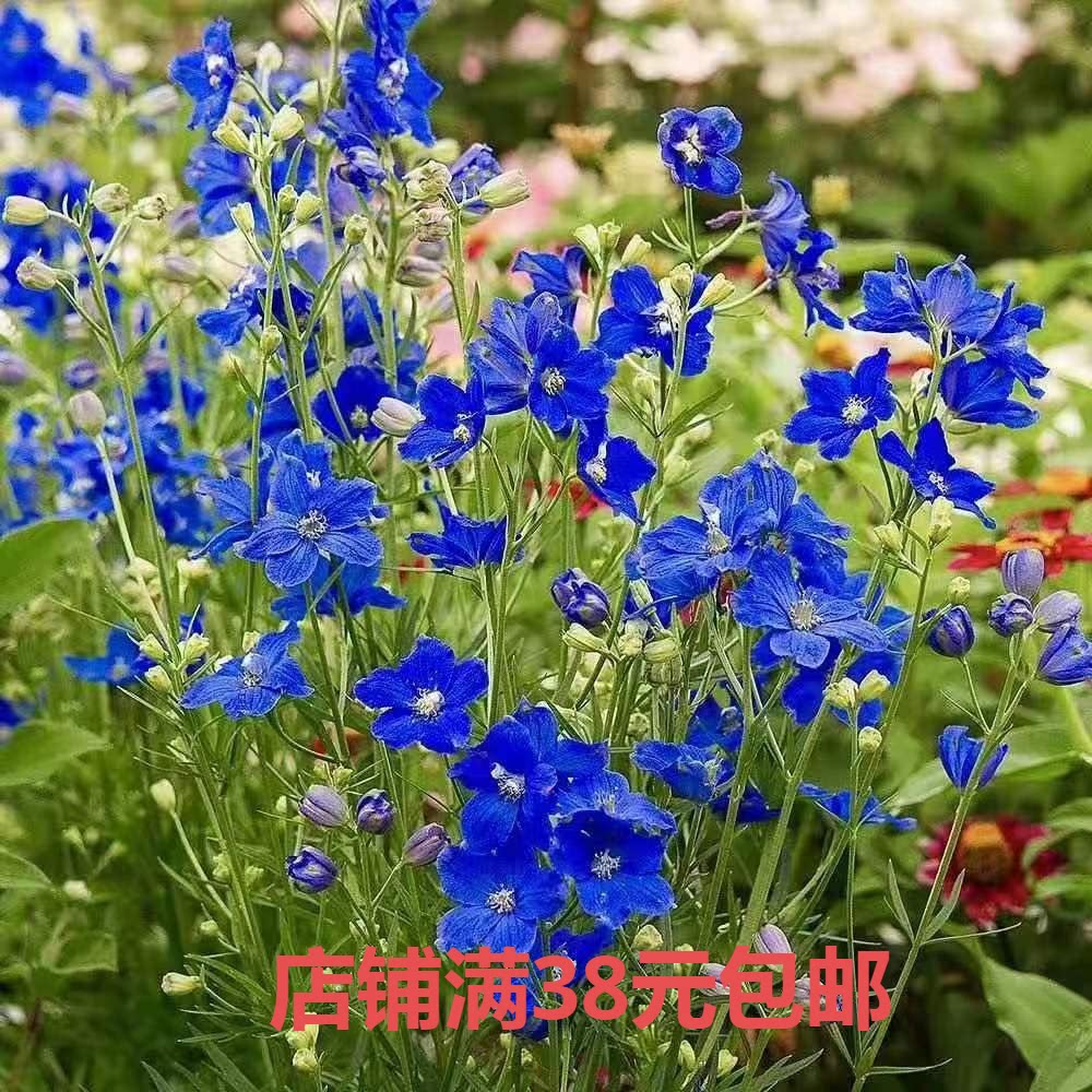 三天内发货 小花飞燕草 千鸟草 耐寒阳台庭院花园盆栽地栽易养护