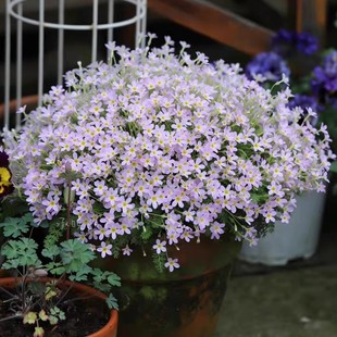 【10cm盆栽】安徽羽叶报春 小花樱草 陕西羽叶 耳叶报春易养护