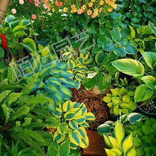 已枯叶休眠 玉簪  新品链接2 多年生宿根耐阴观叶植物10cm盆栽苗