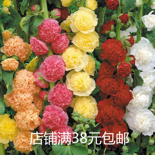 桃子与梦 重瓣蜀葵 阳台庭院 多年生宿根植物耐热耐寒 10cm盆栽苗