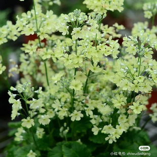 易养护 耳叶报春 200穴孔苗3苗 陕西安徽羽叶报春 白花樱草