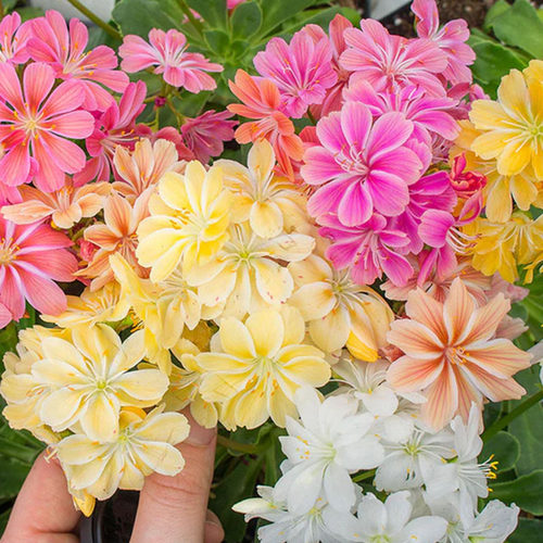 露薇花小苗花苗种子籽苗