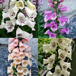 2株毛地黄花苗花种子籽大苗开花阳台庭院室内外易活盆栽群专用