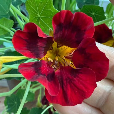 旱金莲花种子室内盆栽易种